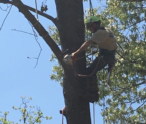 Get back in your home faster tree service